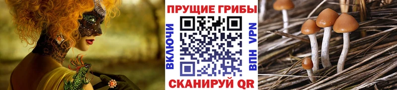 Галлюциногенные грибы Psilocybe  Волгореченск 